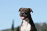 AMSTAFF  PORTRAIT 009